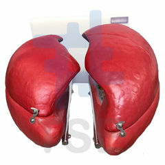 simulador anatomico de pulmones