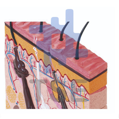 modelo anatomico seccion de piel