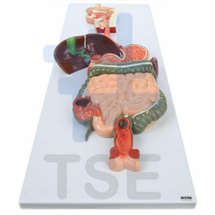 modelo anatomico sistema digestivo