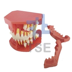 tipodonto dental, tipodonto tipo columbia, juego de dientes de resina,simulador dental precio,  frasaco dental , 