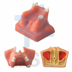 simulador dental hueso maximilar