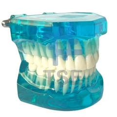 simulador dental precio, 