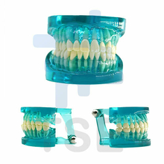  modelo de enseñanza de dientes para estudiar dentista