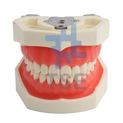 fantoma ortodoncia, dental phantom, proveedores de simuladores dentales, simulador dental precio