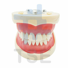 modelos anatomicos dentales