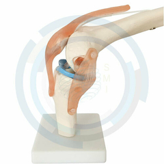 modelo anatomico rodilla