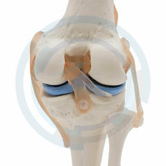 modelo anatomico rodilla