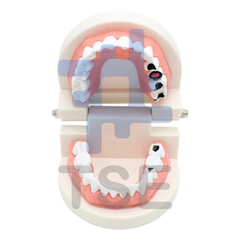 modelo anatomico dental
