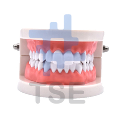 Modelo de dientes de mandíbula 
