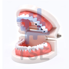 modelo anatomico dental