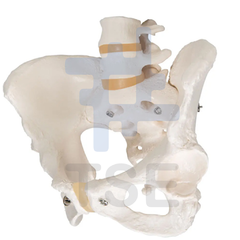 modelo anatomico pelvis esqueletica
