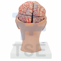cerebro anatomico