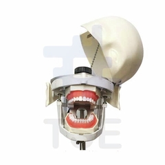 fantoma ortodoncia, dental phantom, proveedores de simuladores dentales, simulador dental precio