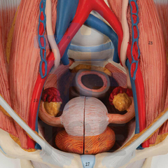 modelo anatomico sistema urogenital