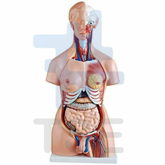 modelo anatomico torso humano femenino