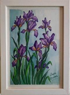 Iris siberiana - online store