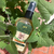 Catnip en Spray - comprar online