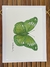 Print de aquarela Borboleta Verde - comprar online