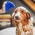 Escova Banho Massageadora Pet - comprar online
