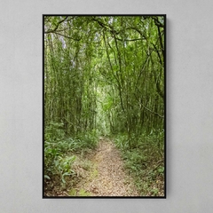 Quadro Decorativo Caminhos da Serra, Mata Atlântica