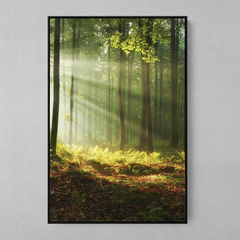 Quadro Raios de Sol na Floresta - comprar online