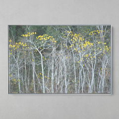 Imagem do Quadro Decorativo Floresta Decídua