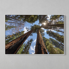 Quadro Árvore Vista de Baixo para Cima na internet