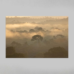 Quadro Decorativo Entardecer na Floresta Amazônica