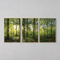 Quadro Decorativo Tríptico Floresta Verde E Sol - loja online