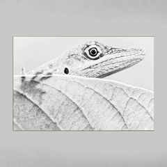 Quadro Decorativo Lagarto Mata Atlântica da Bahia