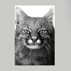 Quadro Decorativo Leopardus Pajeros - comprar online