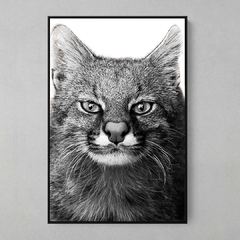 Quadro Decorativo Leopardus Pajeros