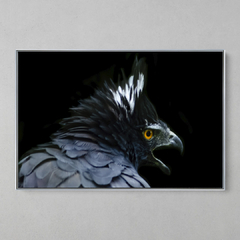 Imagem do Quadro Decorativo Águia Preta (Spizaetus tyrannus)