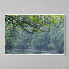 Quadro Decorativo Árvore de Boas Vindas ao Rio Cristalino, Amazônia - comprar online