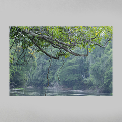 Quadro Decorativo Árvore de Boas Vindas ao Rio Cristalino, Amazônia