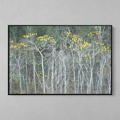 Quadro Decorativo Floresta Decídua