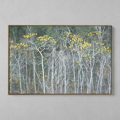 Quadro Decorativo Floresta Decídua na internet