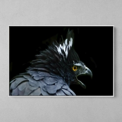 Quadro Decorativo Águia Preta (Spizaetus tyrannus) - comprar online