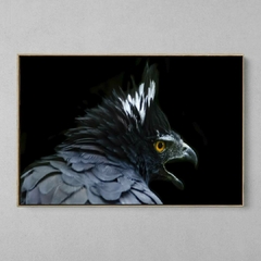 Quadro Decorativo Águia Preta (Spizaetus tyrannus) na internet