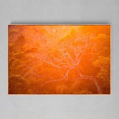 Quadro Decorativo Backligth da Golden Hour na Amazonia - Ellquadros 