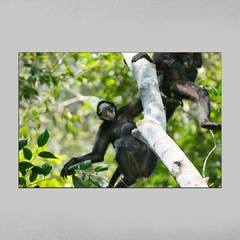 Quadro Decorativo Mamãe Macaco Aranha de Cara Branca