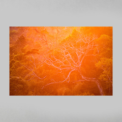 Quadro Decorativo Backligth da Golden Hour na Amazonia