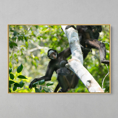 Quadro Decorativo Mamãe Macaco Aranha de Cara Branca - loja online