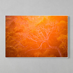 Quadro Decorativo Backligth da Golden Hour na Amazonia - comprar online