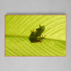 Quadro Decorativo Perereca Verde Inverse - Ellquadros 