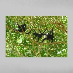 Quadro Decorativo Macacos Aranha da Amazônia