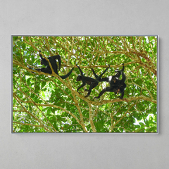 Imagem do Quadro Decorativo Macacos Aranha da Amazônia