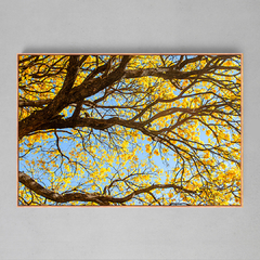 Quadro Decorativo Centenário Ipê Amarelo - Ellquadros 