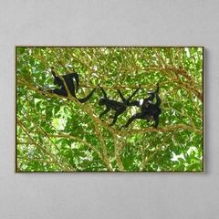 Quadro Decorativo Macacos Aranha da Amazônia na internet