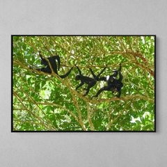 Quadro Decorativo Macacos Aranha da Amazônia